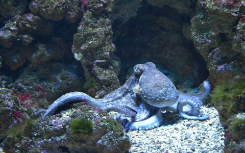Hobotnica - tri srca i plava krv jednog poznatog ovozemaljca