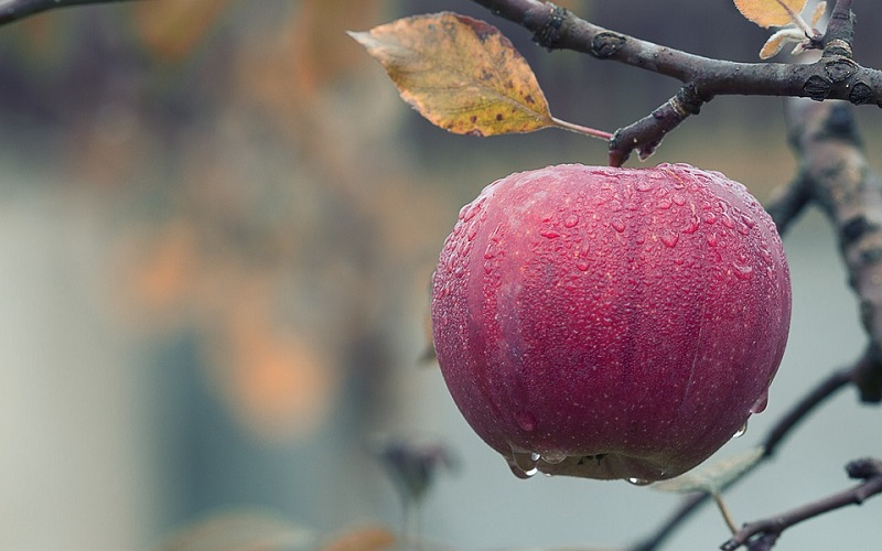 Godišnja doba i jesen - Jesensko voće
