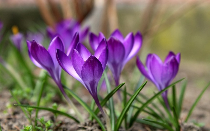 Najljepše cvijeće u prirodi - Šafran