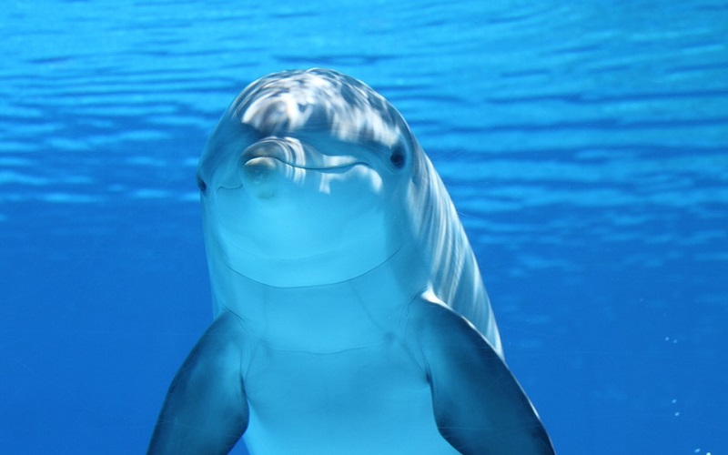 Morske životinje - Delfin