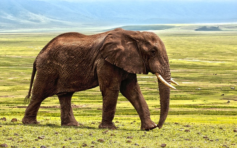 Divlje životinje - Slonovi
