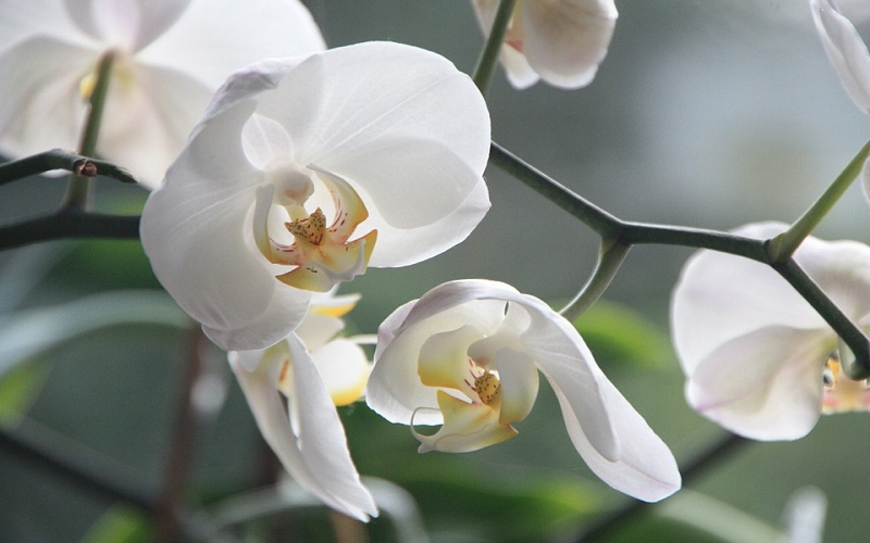 Cvijeće za vrt - Orhideje