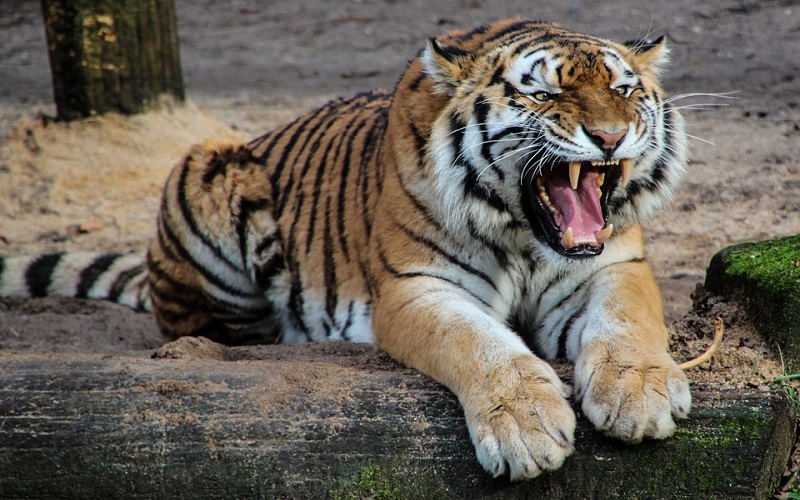 Divlje životinje - Tigrovi
