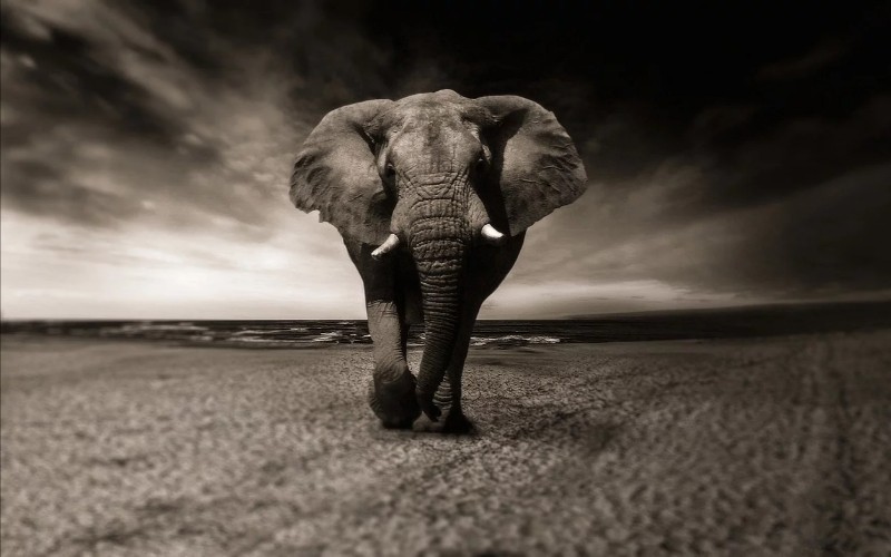 Pozadine za desktop - Slonovi