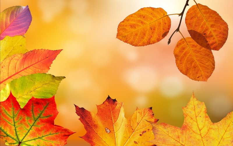 Lišće u jesen raznih boja