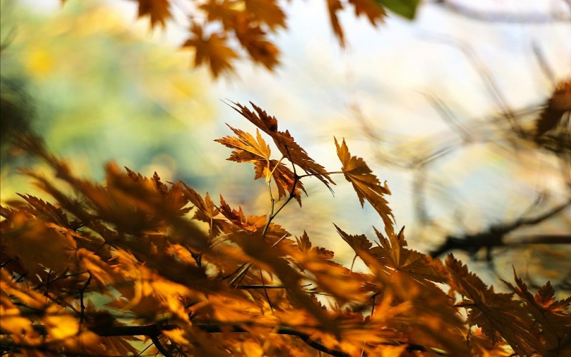 Nezaboravne slike jeseni - Lišće i vjetar