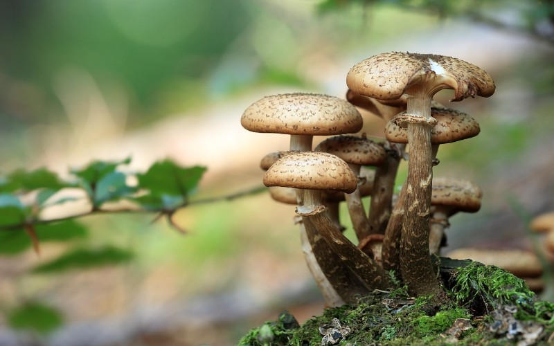 Cool jesenske gljive 