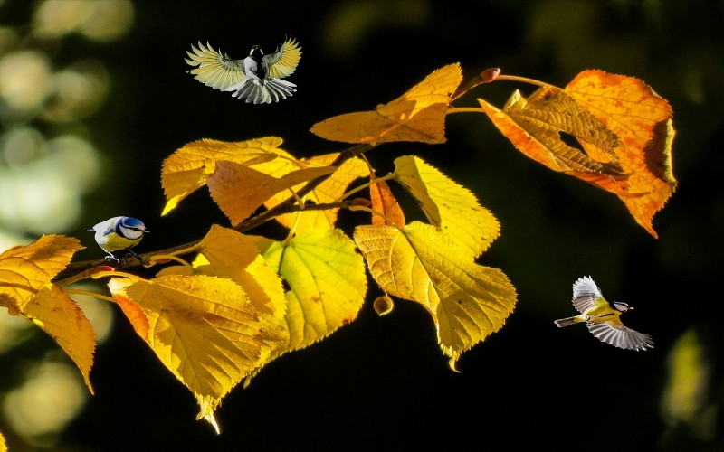 Zabavne slike jeseni - Male ptice