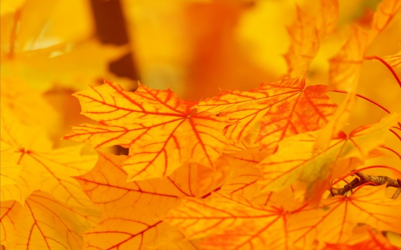 Žuto lišće