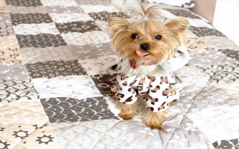 Smiješni psi u pidžamama