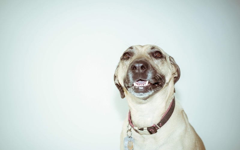 Smiješni psi koji se smiju 