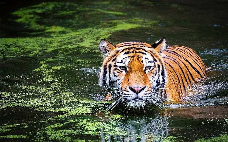 Slike životinja tigar