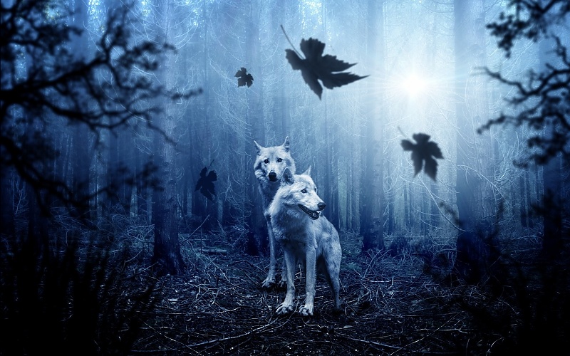 Slike životinja vukovi