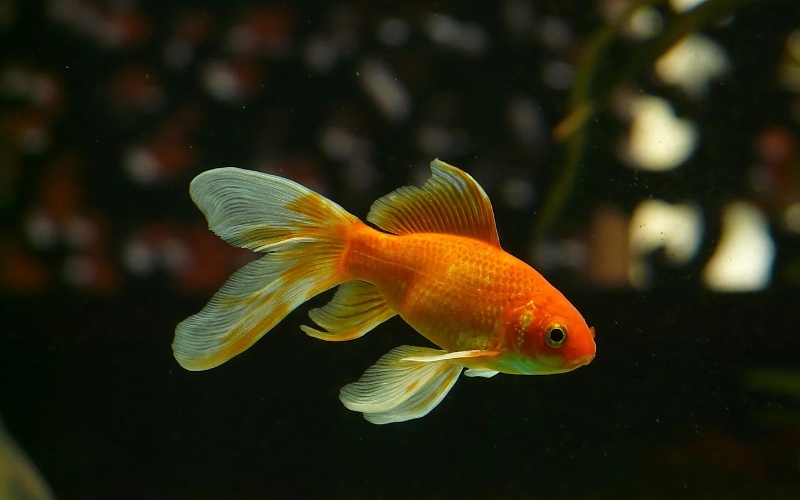 akvarijske ribice vrste