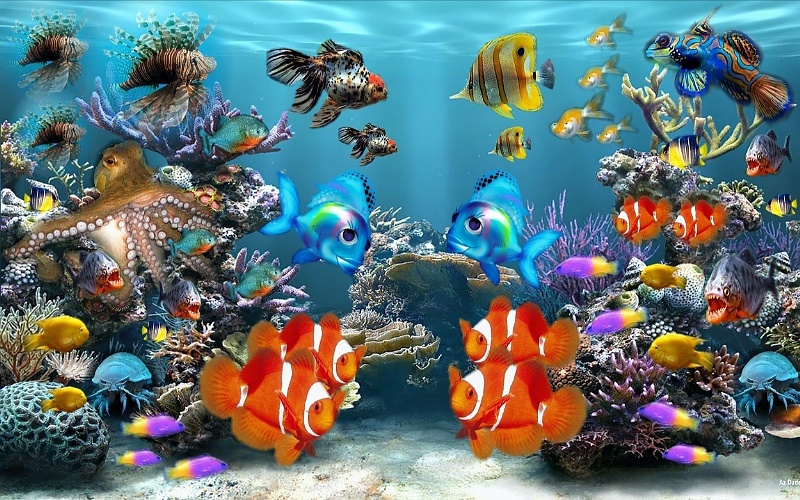 fish pet aquarium