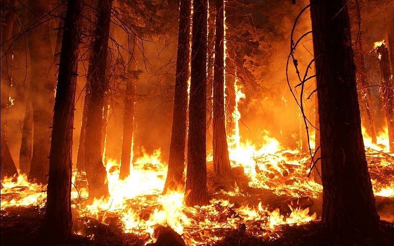 Veliki požari u šumi