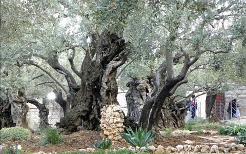 Getsemanski vrt i što se tamo dogodilo?