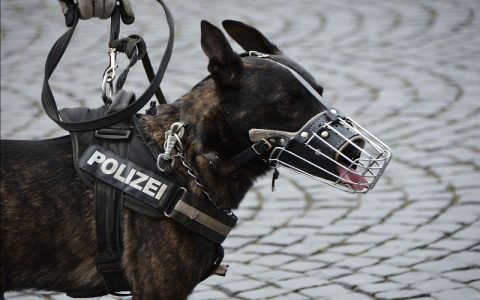 Policijski psi koji su stvarno uvijek zanimljivi