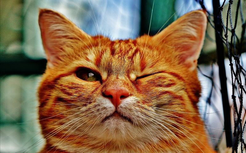 Smiješne fotografije mačaka 
