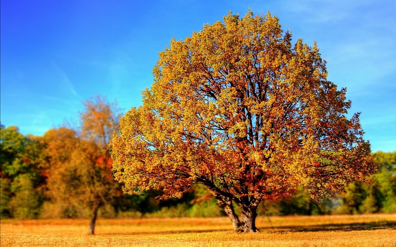 Jesen i drveće 