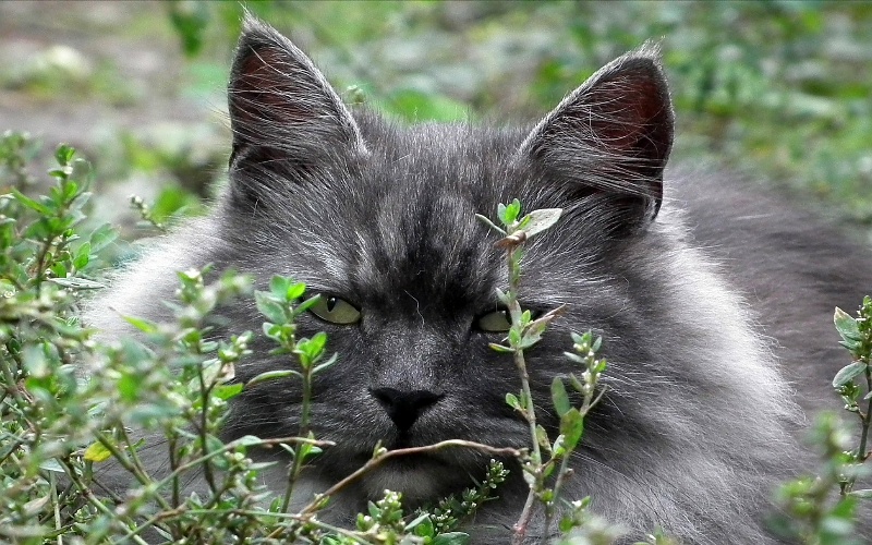 Sibirske šumske mačke 
