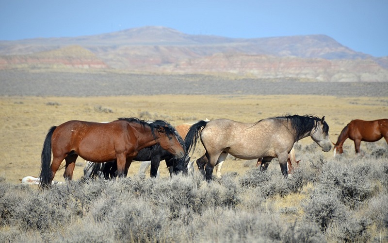 Zanimljivosti o konjima: Divlji konj Mustang