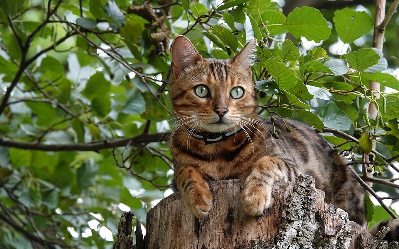 Bengalska mačka je mačka lijepog egzotičnog izgleda
