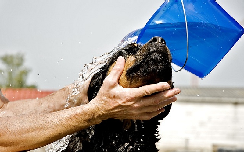 Kupanje psa: Kako i kada kupati kućnog ljubimca
