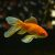Zlatne ribice: Bolesti, uzroci, liječenje i prevencija